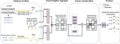 NNAN: Nearest Neighbor Attention Network to Predict Drug–Microbe Associations